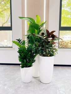 花木租赁就选杭州湾公司，给你满意服务